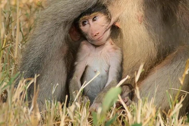Источник: Renata Ewald / Comedy Wildlife Photography Awards