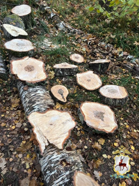 Житель Нижегородской области срубил 16 деревьев на 2,5 миллиона рублей для создания «полосы препятствий» | Источник: Главное управление МВД России по Нижегородской области