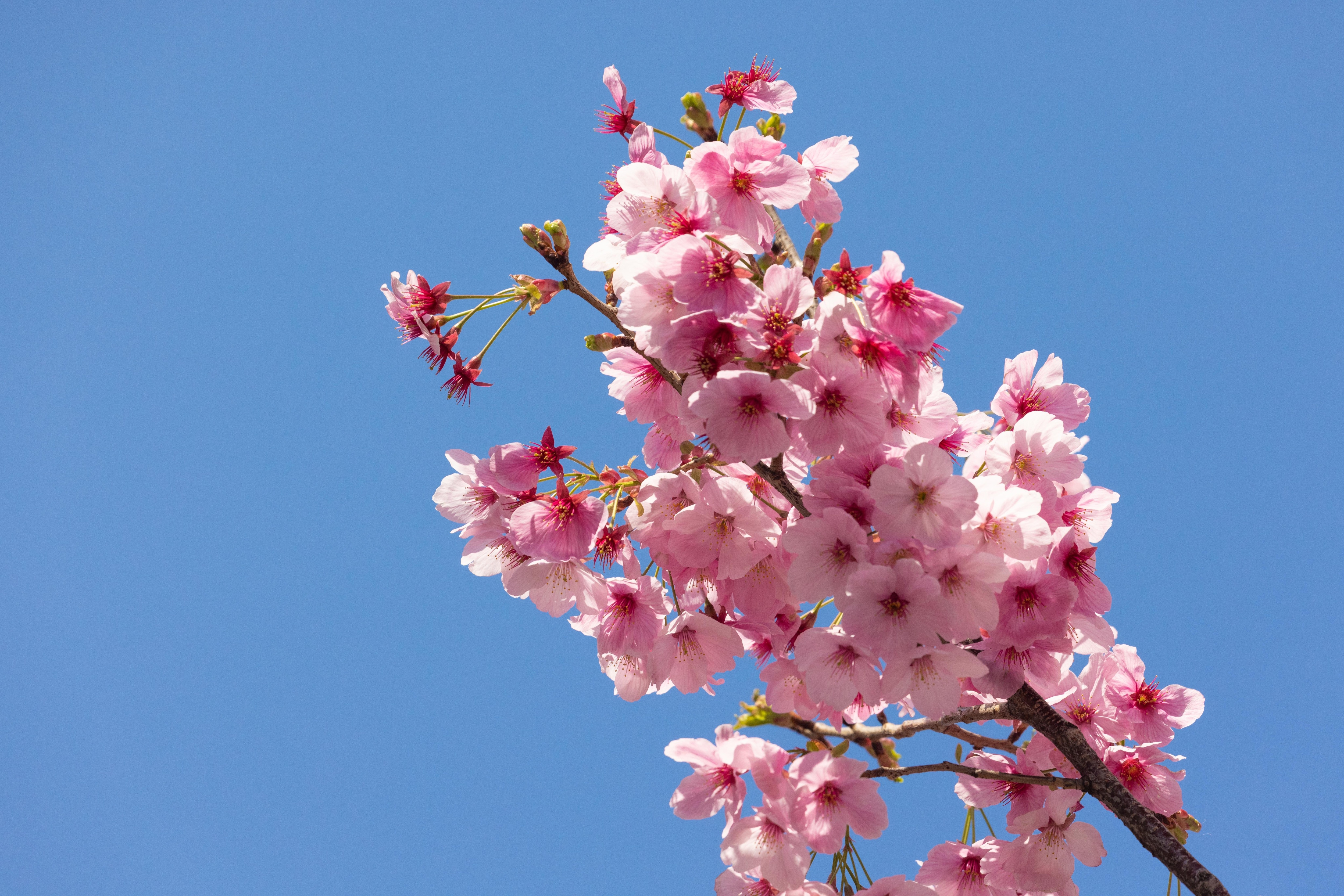 Сакура что означает. Японская слива цветение. Широкоформатные обои цветение абрикоса. Что обозначает Сакура.