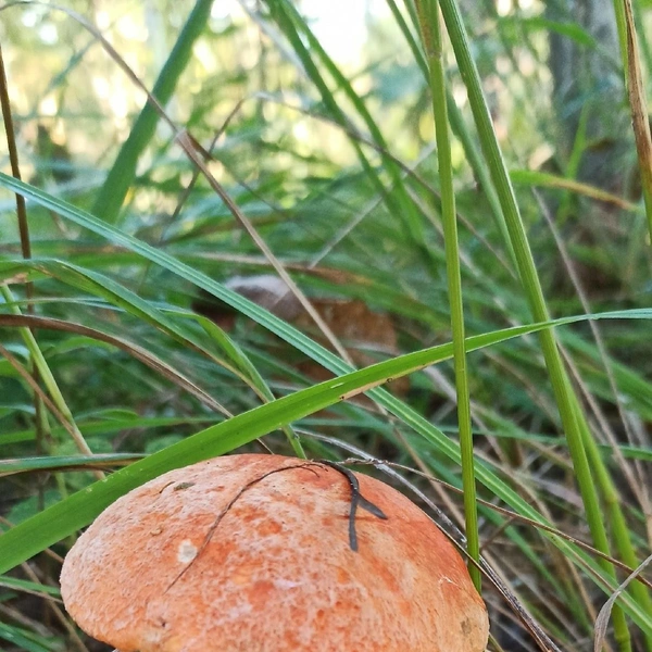 Источник: Михаил Кононов / «Уральский яжегрибник» / Vk.com