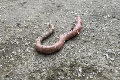 Дождевые черви массово появляются в Волгограде
