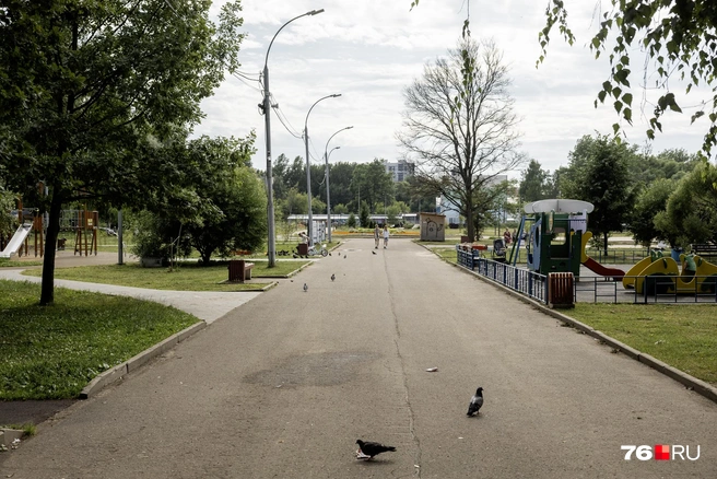 Голуби неспешно гуляют по главной аллее парка | Источник: Александр Куренной / 76.RU