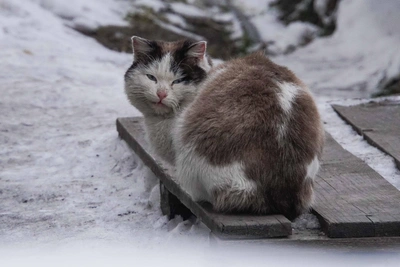 Морозы в Иркутске ослабнут к концу января