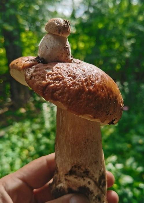 Источник: Зарема Плотникова