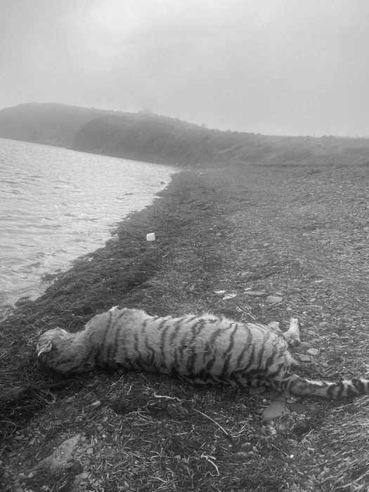 Источник: Amurtigercenter / T.me