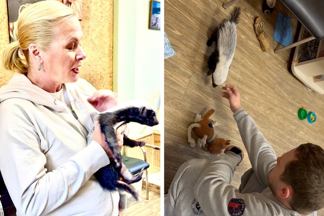 Медоеда поднимают на руки | Источник: Анна Терешкова / Telegram