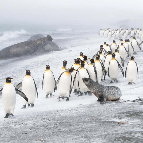 —&nbsp;Вы из какого общества?—&nbsp;«Трудовые резервы». | Источник: Ben Cranke / European Wildlife Photographer of the Year 2020
