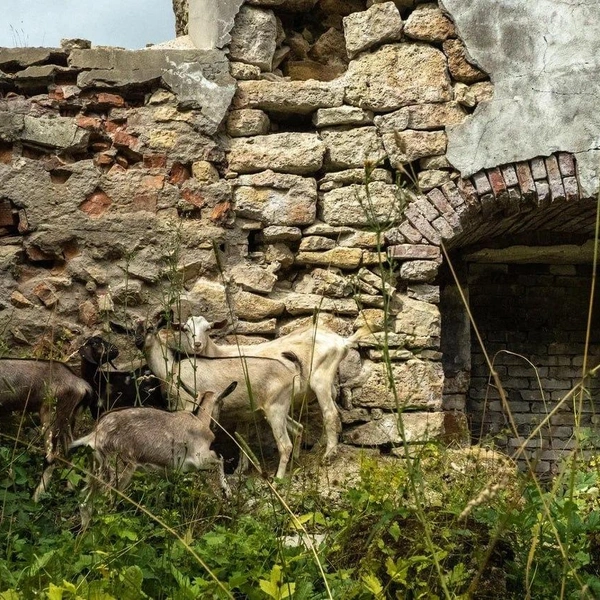 Источник: Михаил Огнев / «Фонтанка.ру»
