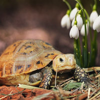 Аватарка Дурнушка