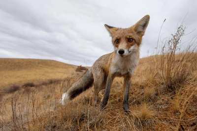 Численность лис в Рязанской области уменьшилась