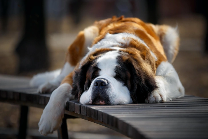 Источник: Pavel Shlykov&nbsp;via&nbsp;Shutterstock/Fotodom.ru