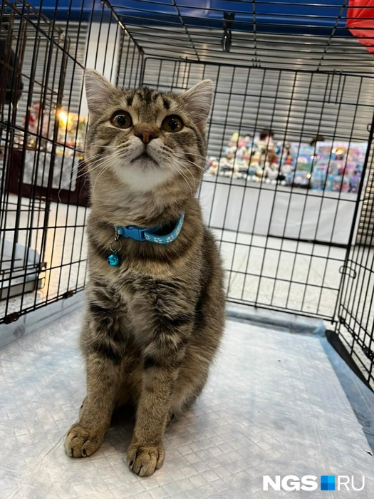 Волонтёрам удалось найти дом для 27 котиков | Источник: Рихарда Лем / NGS.RU