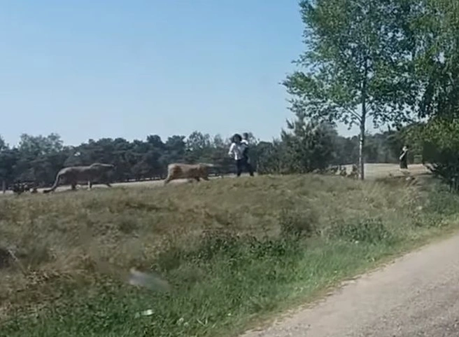 В сети появилось видео нападения гепардов на туристов в Нидерландах | ya62.ru