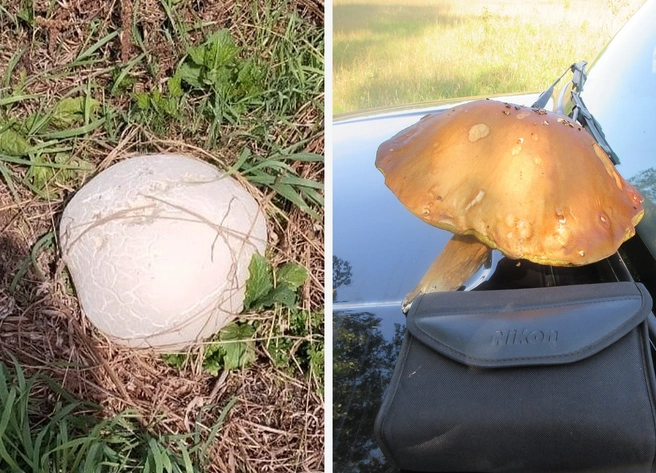 На первом фото — дождевик, на втором — подосиновик | Источник: «Управление по охране животного мира» / Vk.com