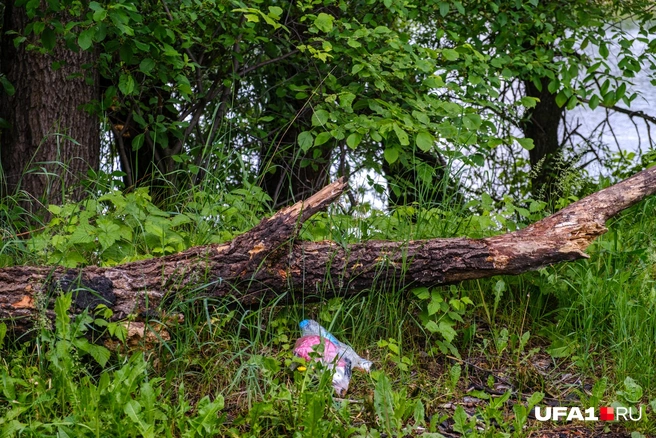 Посидели на ветке, пакеты побросали и ушли | Источник: Булат Салихов / UFA1.RU