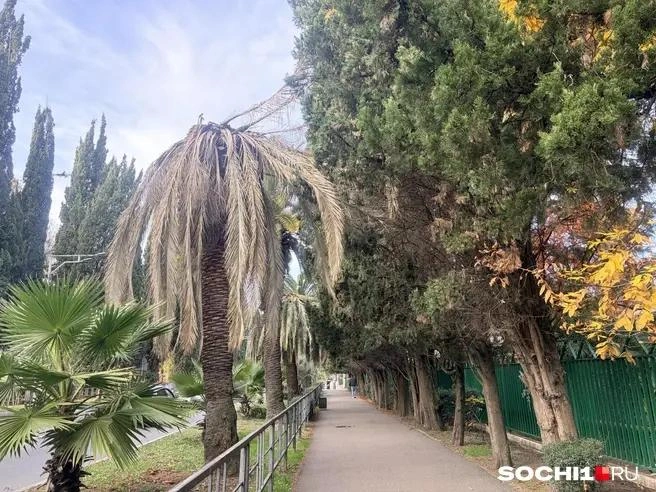 Погибшую аллею пальм в Адлере быстро спилили | Источник: Анна Грицевич / SOCHI1.RU