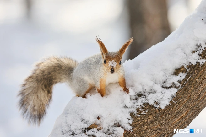 Эта белка, похоже, ныряла в снег | Источник: Александр Ощепков / NGS.RU