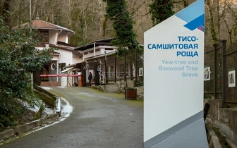 Отдыхающая погибла из-за селфи в Сочи: подробности ЧП в популярном туристическом месте
