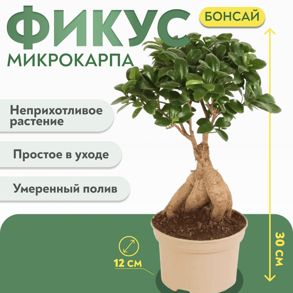 Фикус Микрокарпа