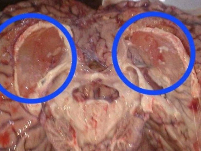 Источник: Marexus