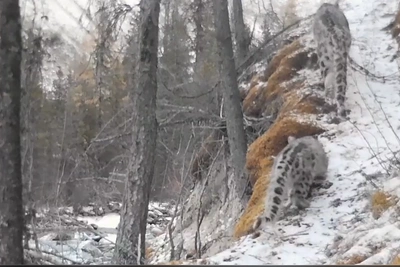 На Алтае сняли снежного барса с котенком