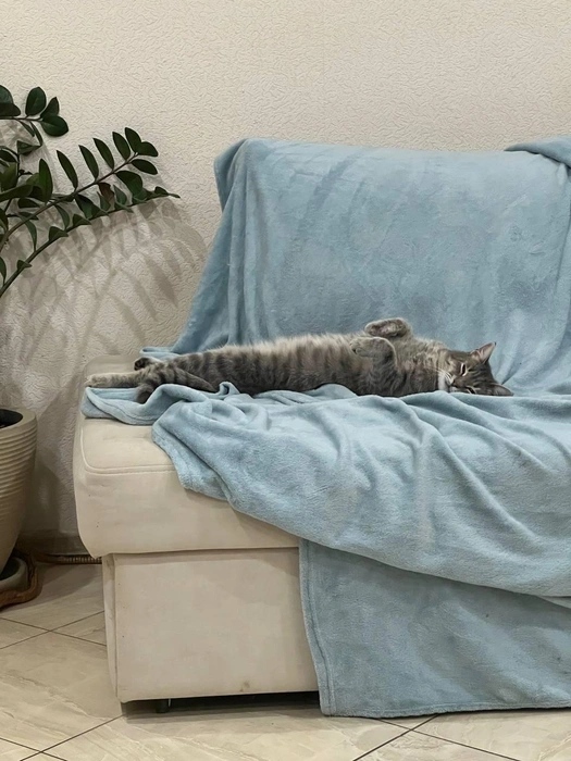 Доброго понедельника желает всем пушистый лежебока по кличке Серый!  | Источник: читатель 63.RU