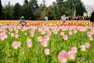 В Краснодаре 29 апреля последний солнечный день перед дождями