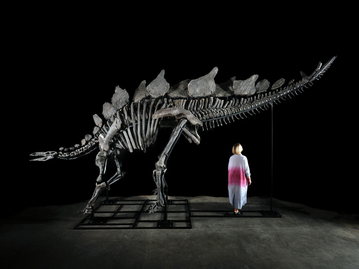 Сколько стоит стегозавр? Скелет пожилого ящера выставили на торги