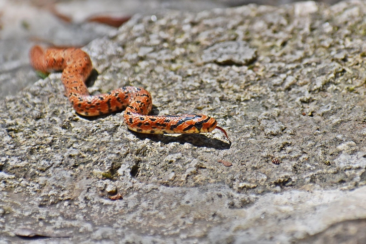 Японский полоз (Euprepiophis conspicillata). Змея длиной около 1 метра. Окраска весьма изменчива: основной фон тела варьируется от серовато-бурого до оливково-коричневого, а вдоль спины и боков располагаются темные пятна или поперечные полосы. Характерная особенность — темная полоса, проходящая через глаз. Населяет леса, заросли кустарников, луга и окрестности водоемов. Основу рациона составляют мелкие грызуны, птицы, их яйца, лягушки и ящерицы. В России встречается только на острове Кунашир (Сахалинская область). | Источник: Shutterstock/Fotodom.ru