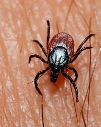 Клещи покусали более двух тысяч свердловчан | www.e1.ru