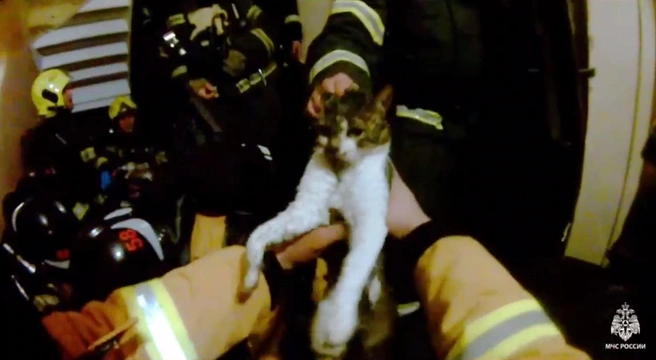 Девять кошачьих жизней и одна собачья. МЧС Петербурга показало спасение пушистого отряда из горящей квартиры на Витебском | Источник: МЧС Санкт-Петербурга