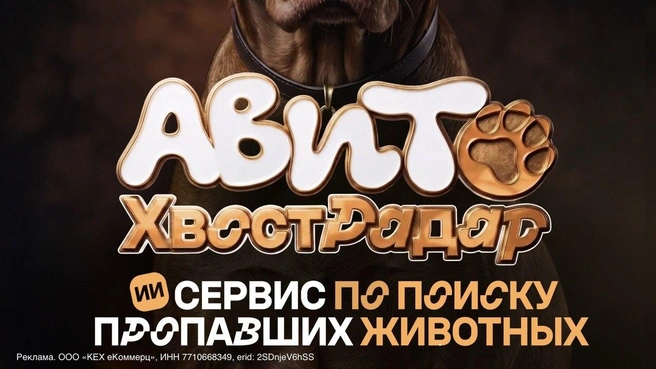 Авито запустил ИИ-сервис «ХвостРадар» для поиcка пропавших питомцев | Источник: пресс-служба Авито