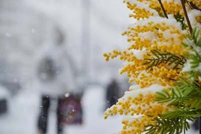 Погода в Новосибирске 8 Марта: прогноз синоптиков