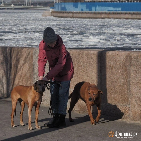 Прогуляться со своими питомцами&nbsp;— одно удовольствие | Источник: Михаил Огнев / «Фонтанка.ру»
