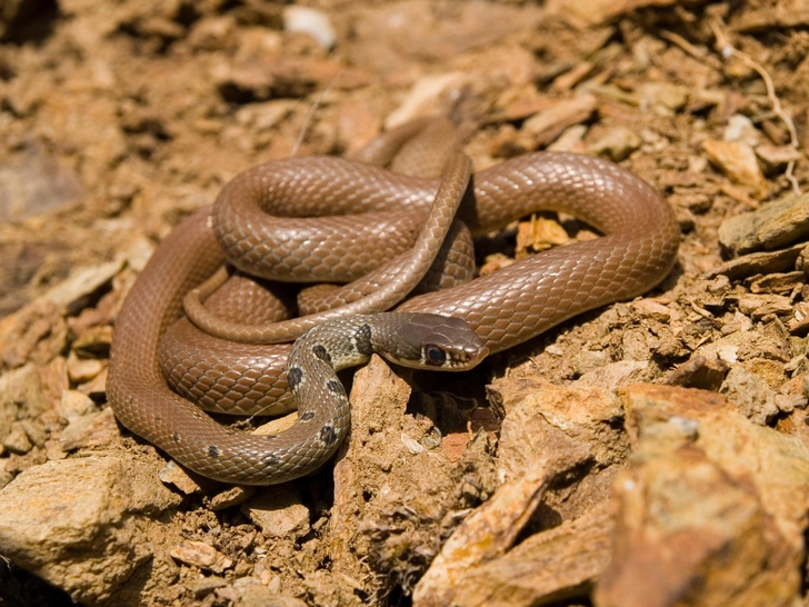 Оливковый полоз (Platyceps najadum). Стройная и очень подвижная змея длиной около 1 метра. Окраска обычно сероватая или оливковая. Питается ящерицами и мелкими позвоночными. Встречается в Дагестане. | Источник: Simlinger/Shutterstock/Fotodom.ru