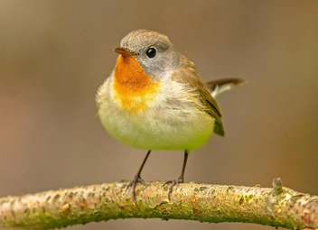 Малая мухоловка (Ficedula parva) | Источник: Shutterstock/Fotodom.ru