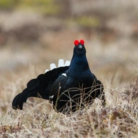 Краснобровый красавец: где и как живет птица тетерев