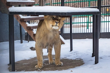 Первый год жизни Елисея в Красноярске | Источник: Парк флоры и фауны «Роев ручей»