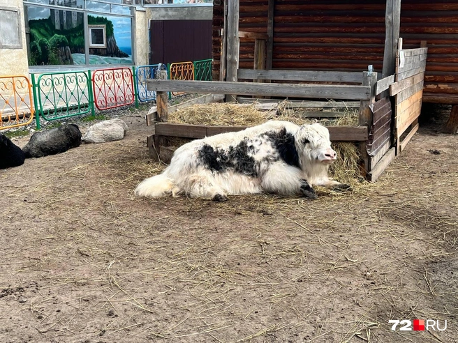Самый обаятельный бык Тюмени живет тут | Источник: Анатолий Кузнецов / 72.RU