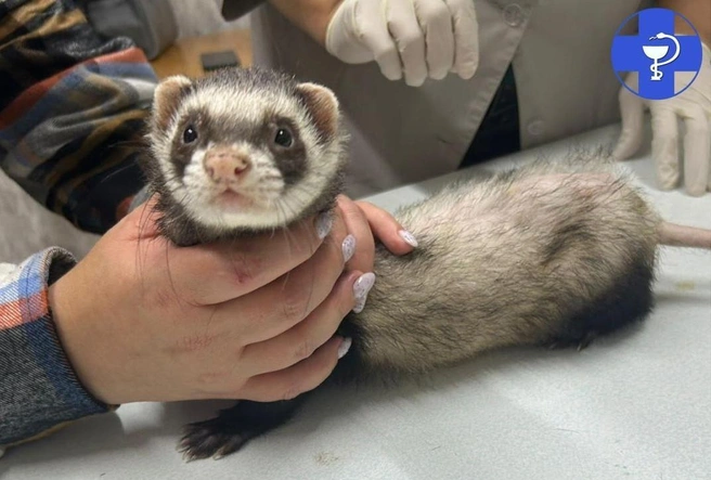 Хорек Степа | Источник: Управление ветеринарии Саратовской области