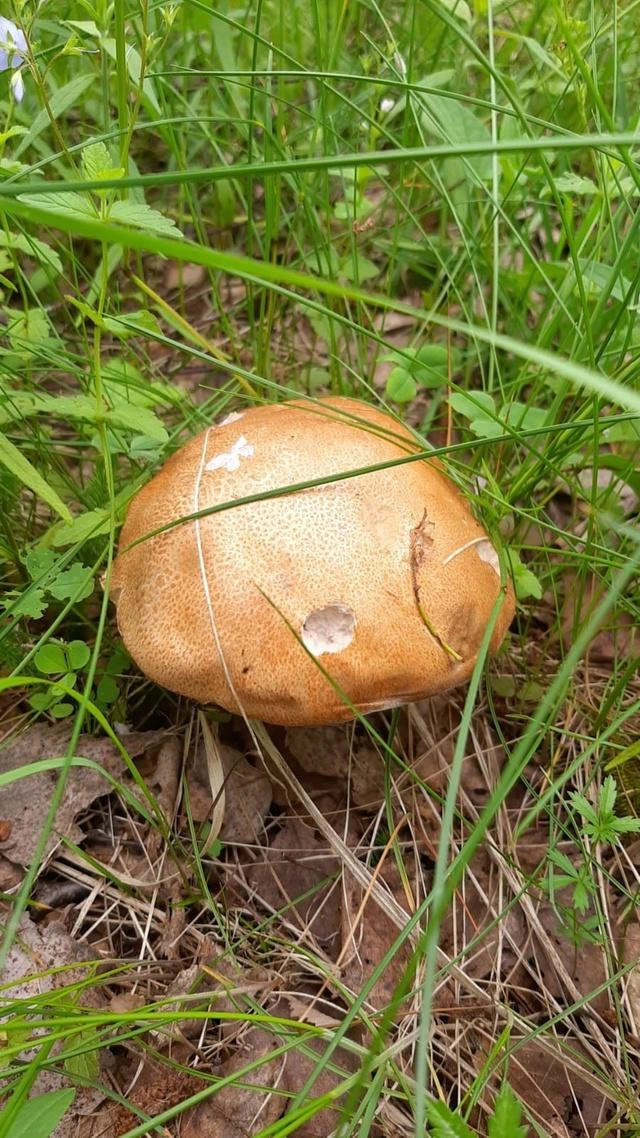 Боровиков находят в разных районах области | Источник: Елена Матюшева, группа «Грибы Ярославской области» / Vk.com