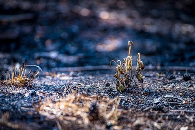 В Омской области запретили посещение лесов и сжигание травы