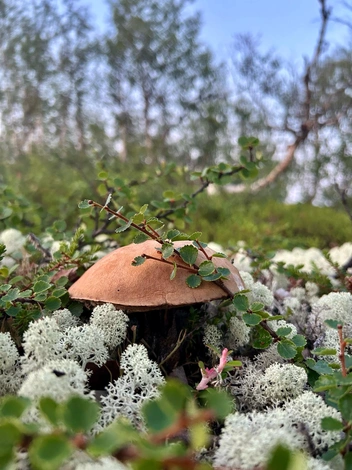 Источник: Анна Балаева