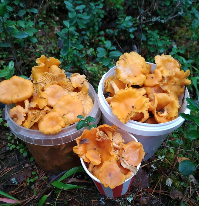 Грибы Ярославской области / Vk.com | Источник: Улов Светланы Рзаевой