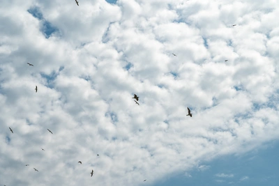 Pantone представил цвет года 2026 — Cloud Dancer