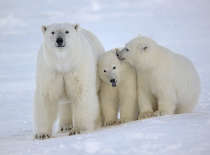 Хозяин Арктики: 10 самых неожиданных фактов о белом медведе
