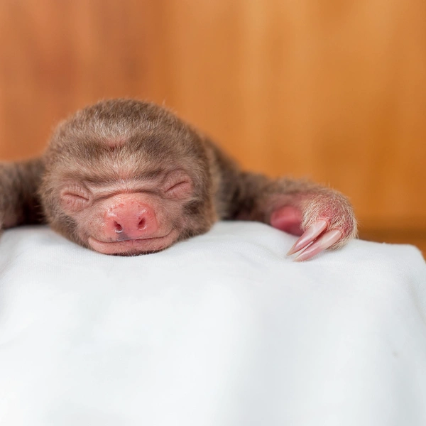 Источник: SAM TRULL / CATERS NEWS via Legion Media