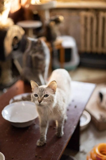 Источник: Елена Гасанова