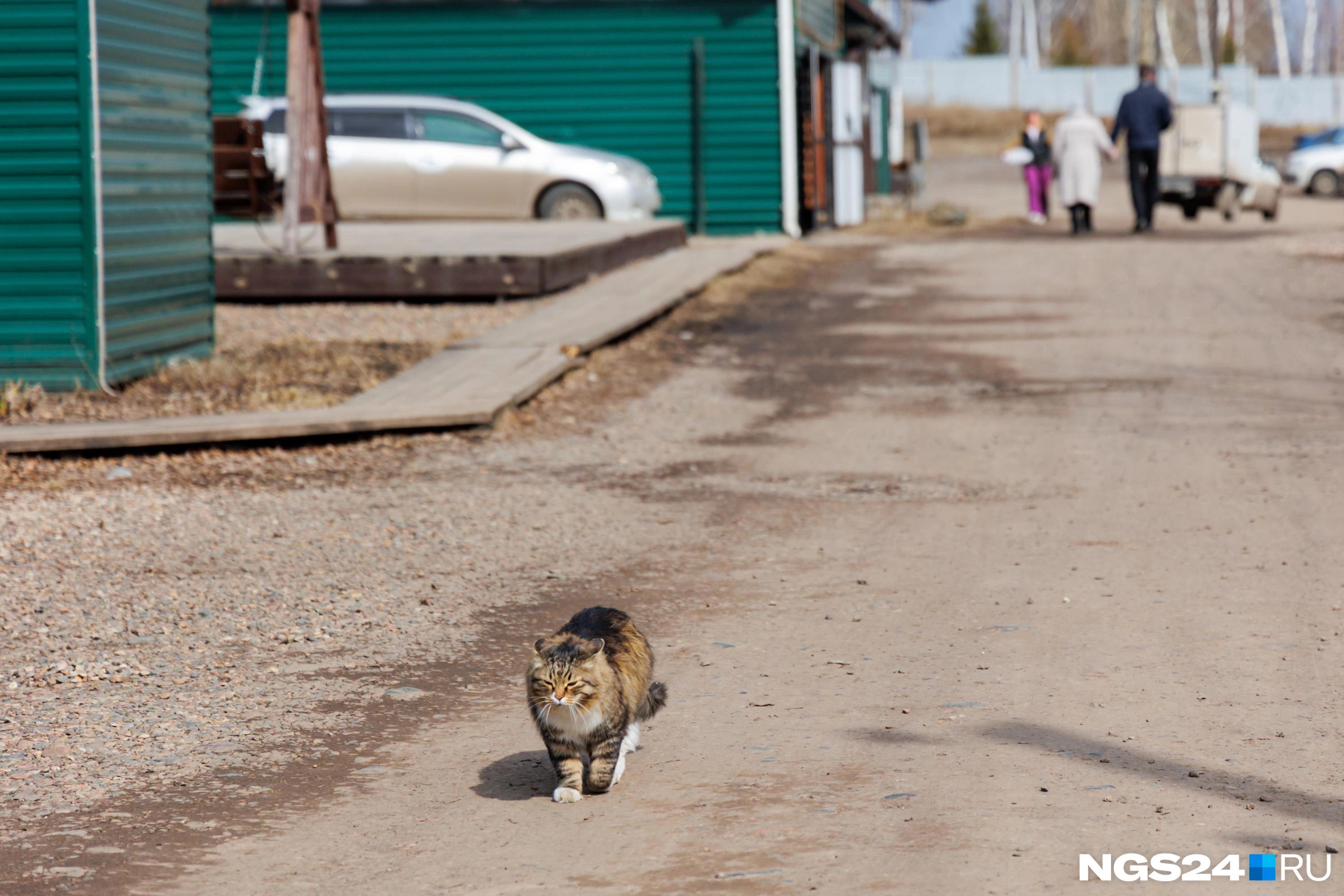 Кот Руслан — один из первых подброшенных котов