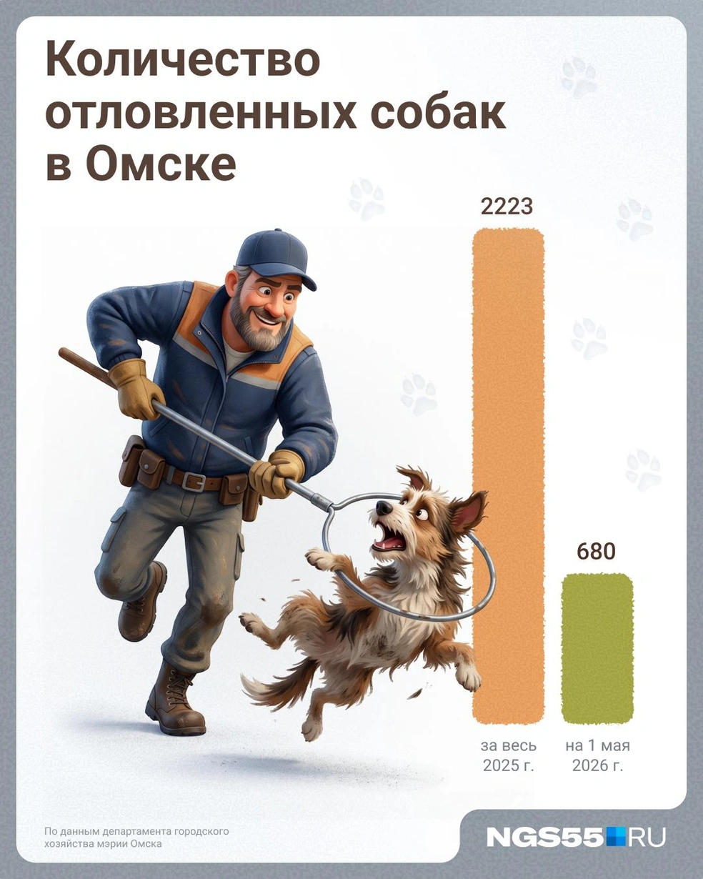 В прошлом году отловленных собак было больше  | Источник: Евгений Бикунова / Городские медиа 
